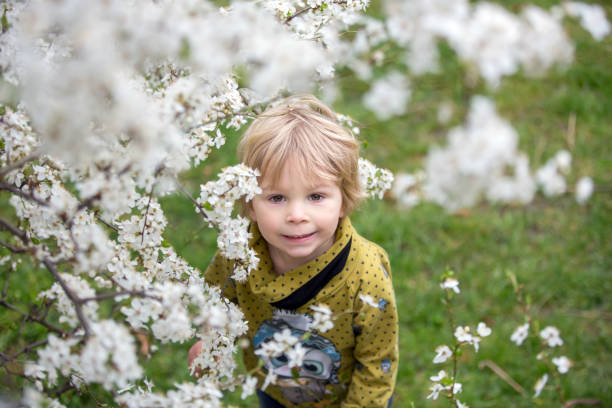 istock Cute blond toddler child, boy, running around blooming yellow bush, spring time, while snowing 1314574155