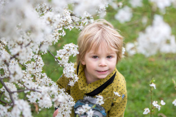 istock Cute blond toddler child, boy, running around blooming yellow bush, spring time, while snowing 1314574197