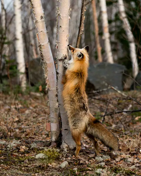 Red unique fox standing on hind legs by a birch tree looking for its prey with a blur forest background in the spring season in its environment and habitat displaying white mark paws, unique face, fur, bushy tail.  Picture. Portrait. Fox Image. Photo. Unique Fox.