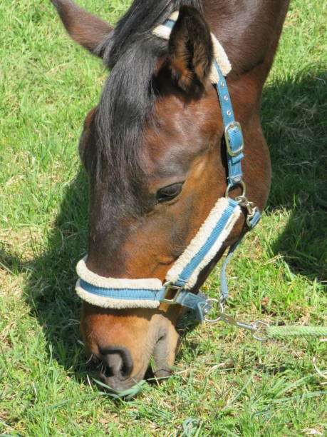 istock Horse grazing in the meadow 1314575946