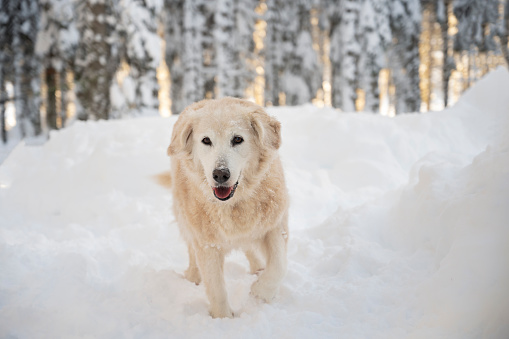 Portrait of dog walking on snowy landscape.