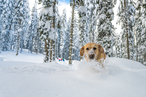 Dog running in snowy landscape during winter.