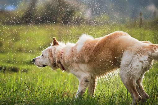 Half breed white Swiss shepherd shakes off the water standing on green grass and spray flies in different directions. Mongrel dog walks in park after swimming in a pond and enjoys life.