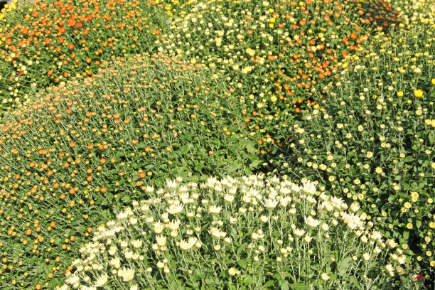 Red chrysanthemum with buds in a flowerbed on an autumn day in the garden - horizontal color photo, close-up, top view