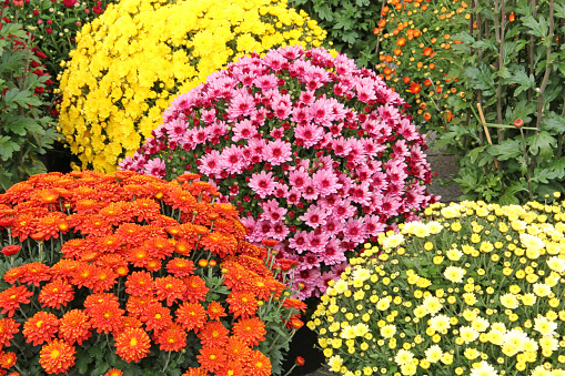 Pink, red and yellow colored chrysanthemum flowers