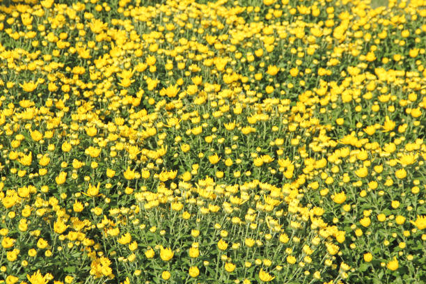 Yellow colored chrysanthemum flowers