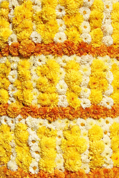 Yellow and orange chrysanthemum flowers