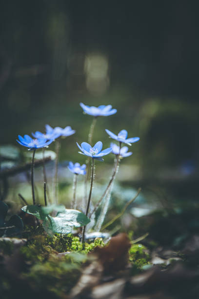 istock Magic spring atmosphere: Close up of violet spring flowers, liverleaf or hepatica 1314584154