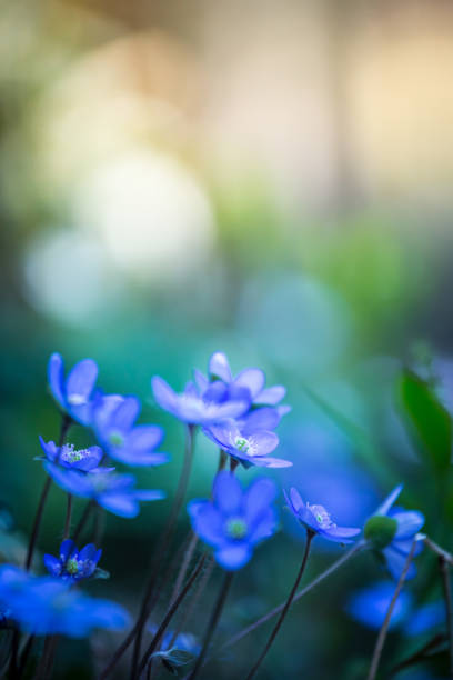 istock Magic spring atmosphere: Close up of violet spring flowers, liverleaf or hepatica 1314584243