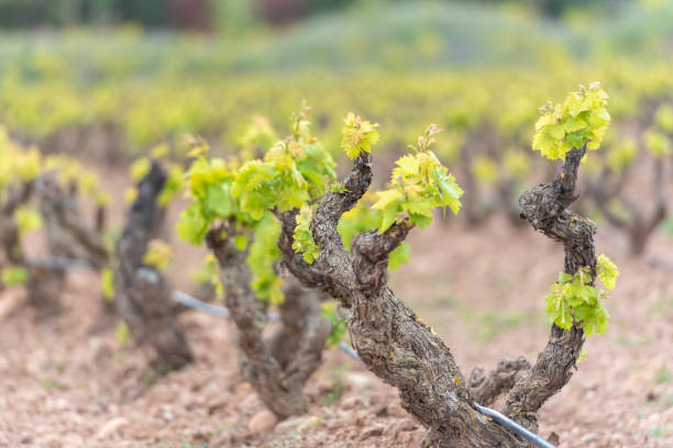 viñedos de la región de la rioja de españa en 2021 - sonsierra fotografías e imágenes de stock