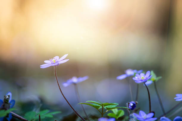 istock Magic spring atmosphere: Close up of violet spring flowers, liverleaf or hepatica 1314584389