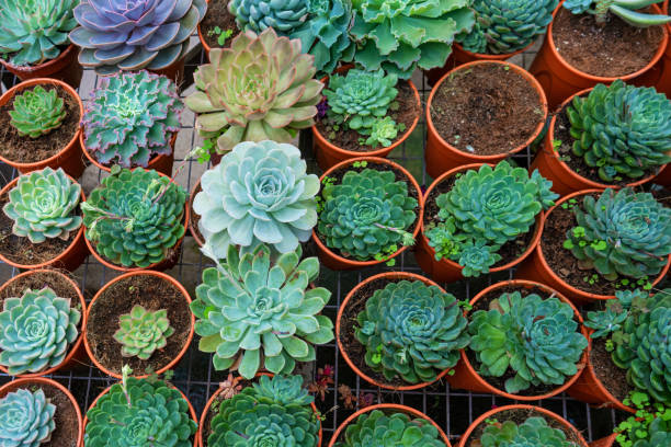 istock Shelf with succulents in a flower shop 1314586098