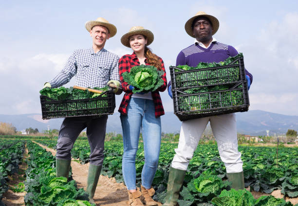 istock Farmers posing with harvest of cabbage 1314588094