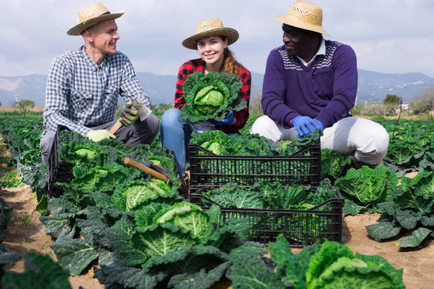 istock Three farmers are happy with harvested cabbage crop 1314588100