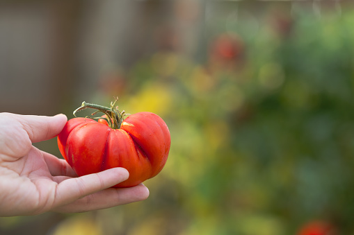 Freshly Picked Heirloom Tomato From Backyard Garden