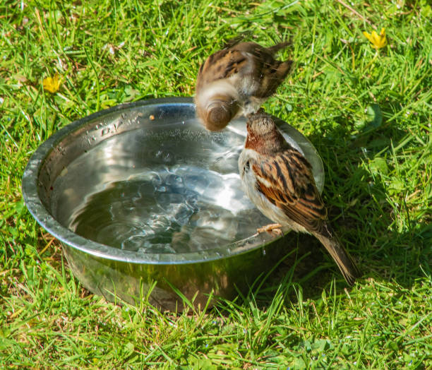 istock Sparrow in a fast headspin washing in a birdbath 1314589970