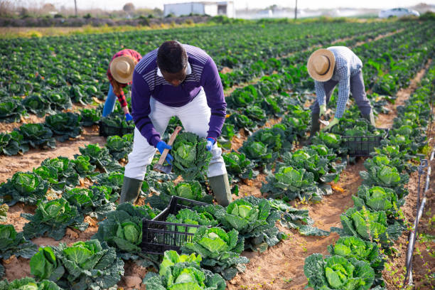 istock Farmer harvesting cabbage on farm 1314590382