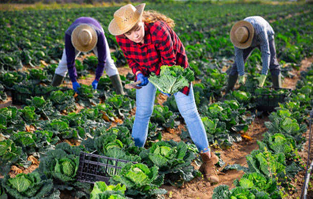 istock Young female farmer harvesting fresh savoy cabbage 1314590383