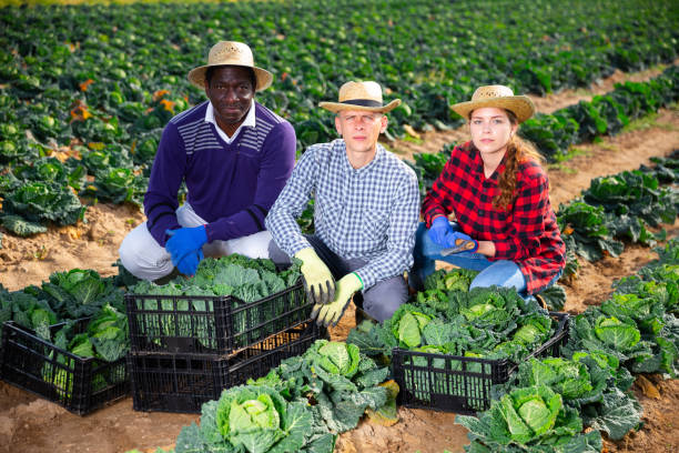 istock Farmers posing with harvest of cabbage 1314590400