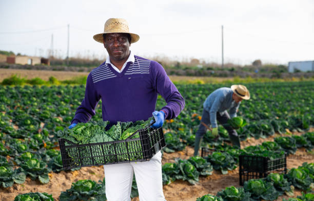 istock African-american farmer harvesting cabbage in farm field 1314590431