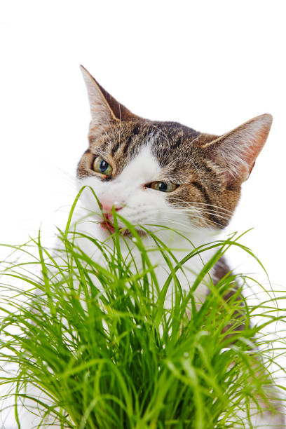 The plant called catnip or catnip, which contains nepetalactone, has a tranquilizing effect on cats. In humant the scent of catnip (Nepeta cataria), some cats may experience psychotropic effects that can be compared to ecstasy.