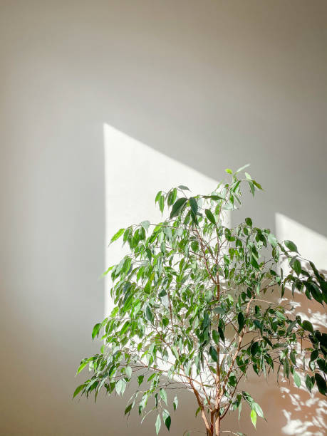 istock Decorative house plant in pot on white background with natural light. Creative nature background. gardening concept. Decoration of home interior 1314591828