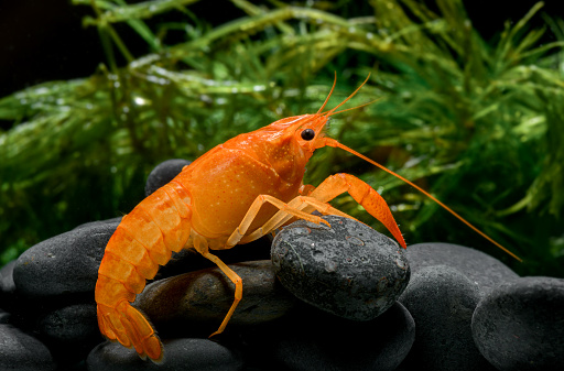 live baby orange crayfish with rock and water weed in clear water.