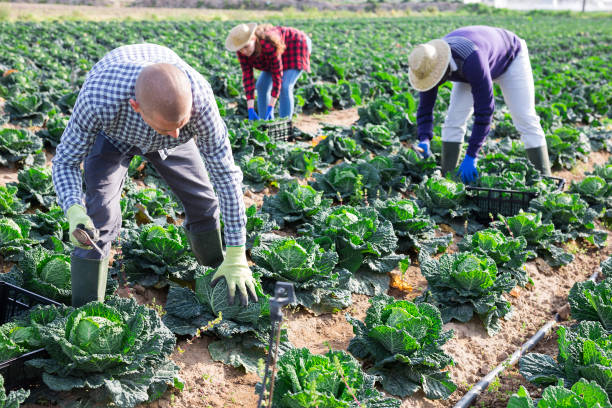 istock Team of farm workers harvesting savoy cabbage on field 1314592245