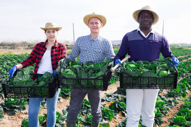istock Successful horticulturists with harvested savoy cabbage on farm field 1314592392