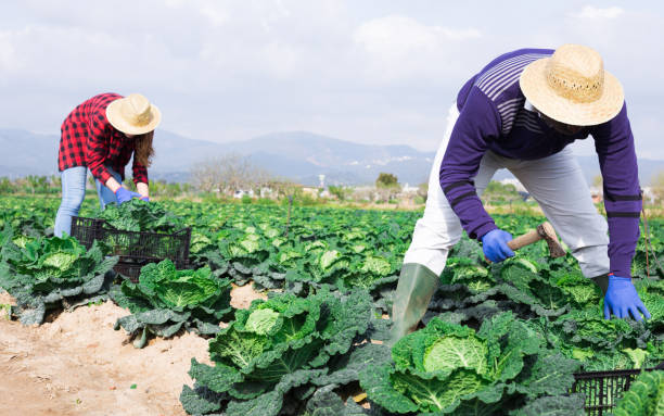 istock Agricultural workers harvesting ripe savoy cabbage on farm field 1314592430