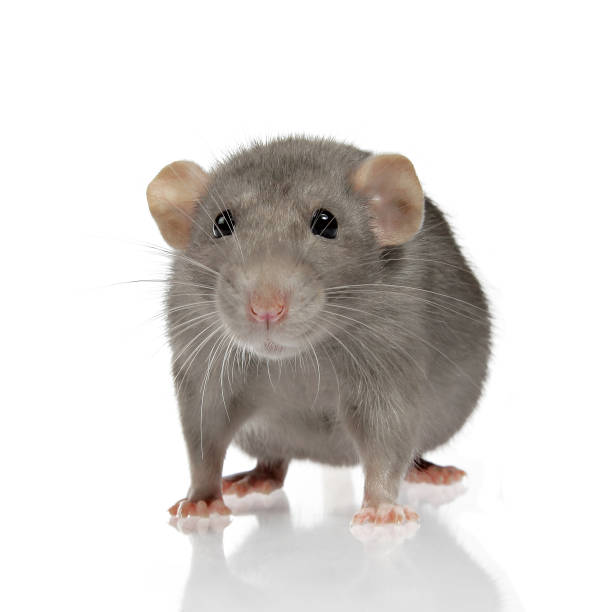 istock Grey domestic rat on white background 1314594205
