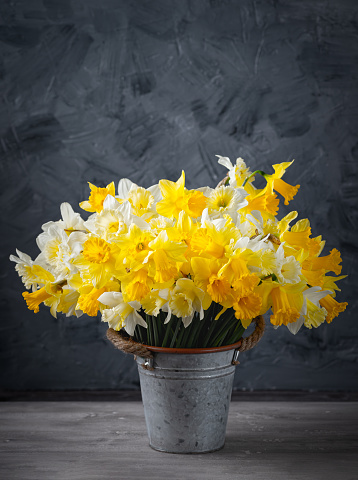 Fresh spring bright yellow daffodils flowers in metal pot on grey background. Copy space.