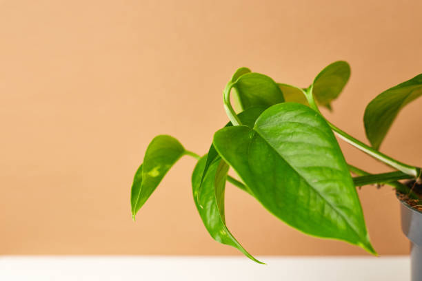 istock Botanical background. Small houseplant in pot on beige white background. Greenery inspiration.  Copy space 1314595657