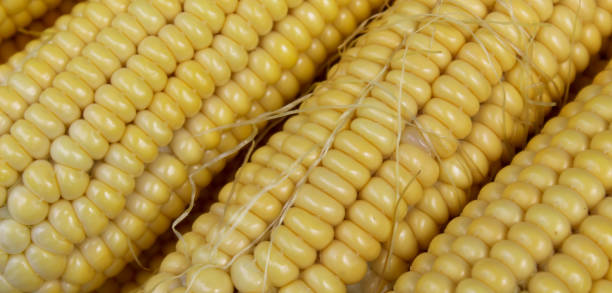 istock Banner. Yellow cobs of corn, close up. Macro. 1314595838
