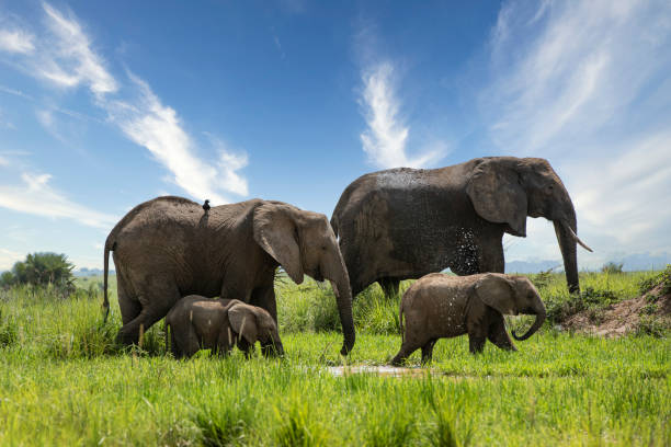 african elephants (loxodonta africana) in murchison national park, uganda - uganda imagens e fotografias de stock