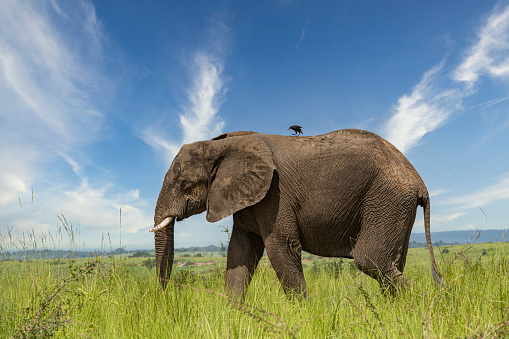 African elephant (Loxodonta africana) having a bird sitting on this back. Location: grassland savannah of Murchison National Park, Uganda.