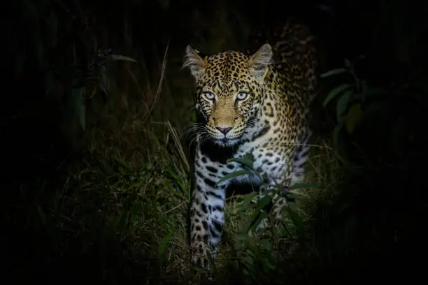 A young African leopard (Panthera pardus pardus) at night. Wildlife shot in Lake Mburo National Park, Uganda, Africa.