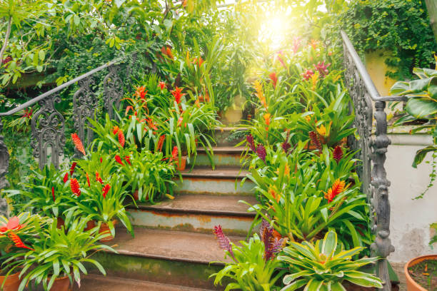 Plants of tropical raw bromeliad forest on display on an ancient staircase in a greenhouse garden. Plants of tropical raw bromeliad forest on display on an ancient staircase in a greenhouse garden aechmea fasciata stock pictures, royalty-free photos & images