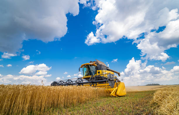 istock Process of gathering ripe crop from the fields. Special technic in field. Modern machinery in gold wheat. Cereal or wheat gathering. Heavy machinery. 1314598685