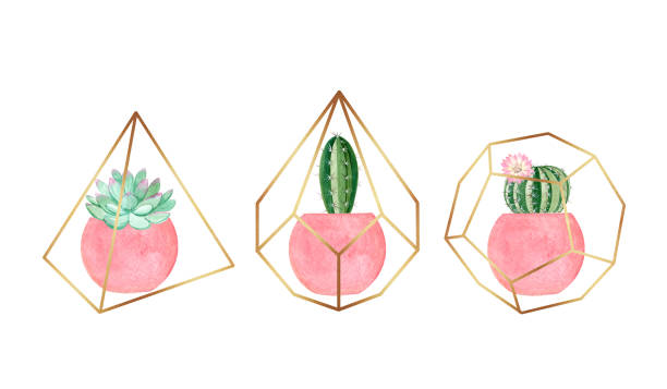 ilustrações, clipart, desenhos animados e ícones de plantas de aquarela em potes rosas isolados em branco. cactos e suculentas ilustrações desenhadas à mão - pot of gold
