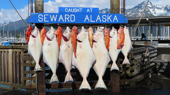 Catch of large white and red fish displayed on the dock in Seward, Alaska with snow-covered mountains