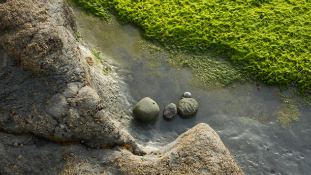 istock Beauty close up of pebbles and algae 1314602025