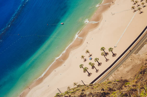 istock palm tree at beach in tenerife 1314602147