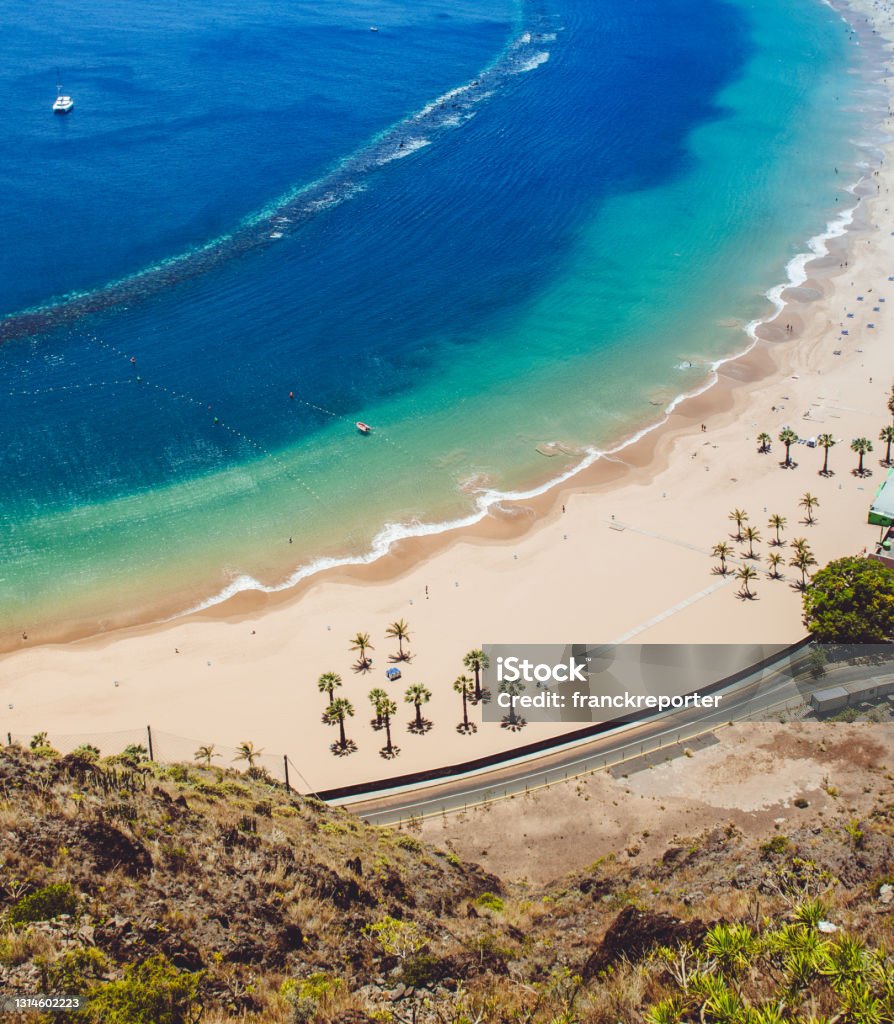 palm tree at beach in tenerife Tenerife Stock Photo
