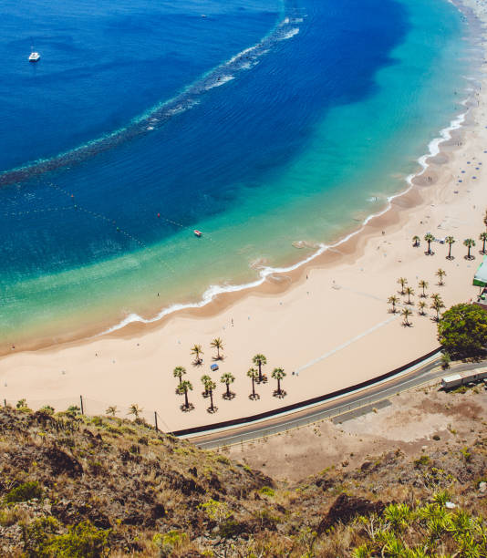 palm tree at beach in tenerife - sky travel destinations tourism canary islands imagens e fotografias de stock