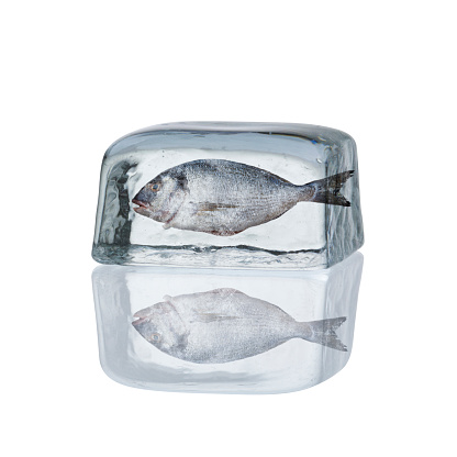 Sea bream inside of dry ice cube isolated on white background