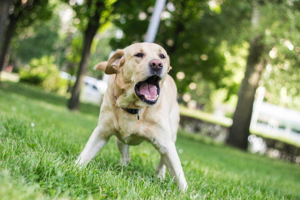 istock Labrador dog barking at city park 1314603368