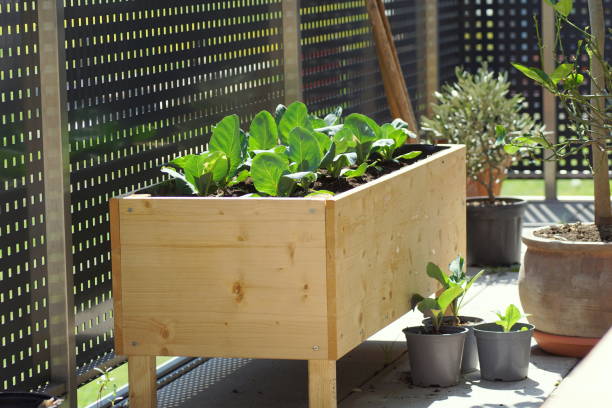 wooden pot with growing greens on a balcony garden young green cabbage and kohlrabi plants growing in a wooden self built raised bed on a terrace flowerbed stock pictures, royalty-free photos & images