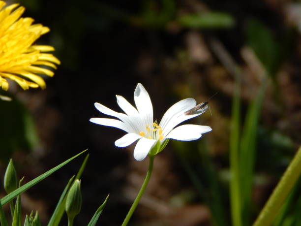 istock Small bug on the delicate white petal of chickweed flower 1314604589
