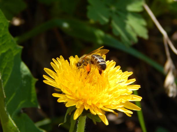 istock Honey bee with full pollen baskets on the yellow dandelion flower 1314604604